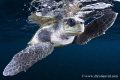   Close Loggerhead turtle found miles off coast Ixtapa Mexico. Mexico  